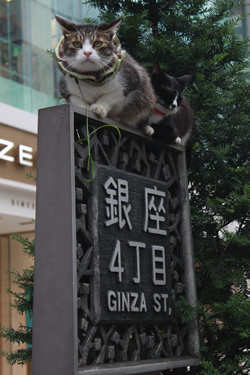Cat in Tokyo